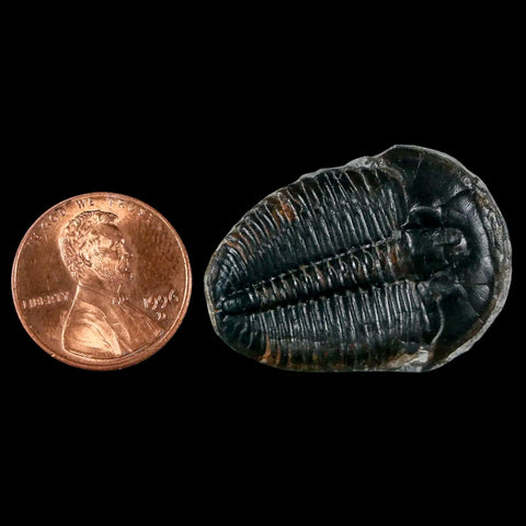 1.3" Elrathia Kingi Trilobite Fossil Utah Cambrian Age 521 Million Years Old COA - Fossil Age Minerals