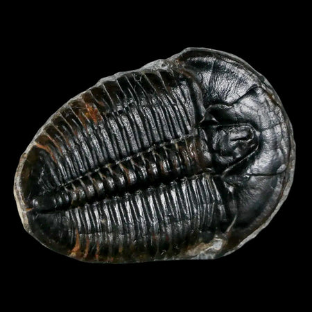 1.3" Elrathia Kingi Trilobite Fossil Utah Cambrian Age 521 Million Years Old COA