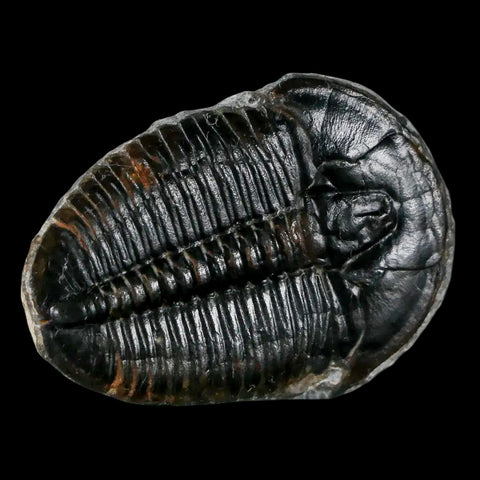 1.3" Elrathia Kingi Trilobite Fossil Utah Cambrian Age 521 Million Years Old COA - Fossil Age Minerals