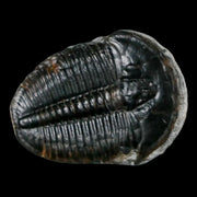 1.3" Elrathia Kingi Trilobite Fossil Utah Cambrian Age 521 Million Years Old COA