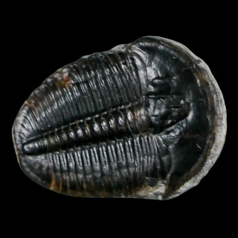 1.3" Elrathia Kingi Trilobite Fossil Utah Cambrian Age 521 Million Years Old COA - Fossil Age Minerals