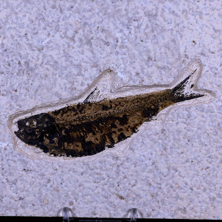 XL 4.4" Knightia Eocaena Fossil Fish Green River FM WY Eocene Age COA & Stand