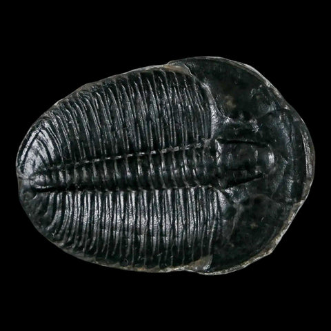 1.3" Elrathia Kingi Trilobite Fossil Utah Cambrian Age 521 Million Years Old COA - Fossil Age Minerals