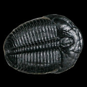 1.3" Elrathia Kingi Trilobite Fossil Utah Cambrian Age 521 Million Years Old COA