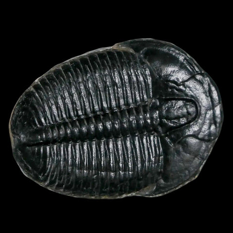 1.3" Elrathia Kingi Trilobite Fossil Utah Cambrian Age 521 Million Years Old COA - Fossil Age Minerals