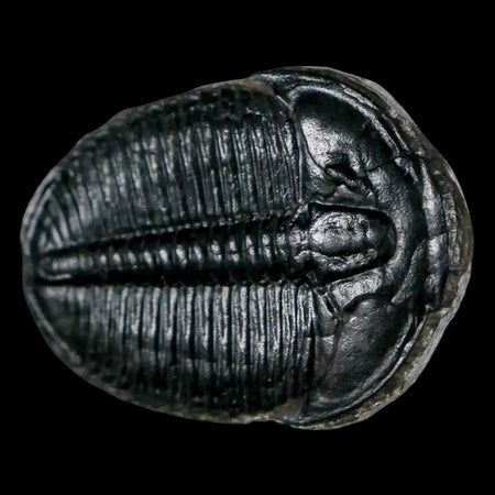 1.3" Elrathia Kingi Trilobite Fossil Utah Cambrian Age 521 Million Years Old COA