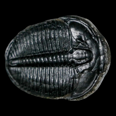 1.3" Elrathia Kingi Trilobite Fossil Utah Cambrian Age 521 Million Years Old COA - Fossil Age Minerals