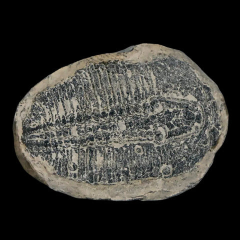 1.3" Elrathia Kingi Trilobite Fossil Utah Cambrian Age 521 Million Years Old COA - Fossil Age Minerals