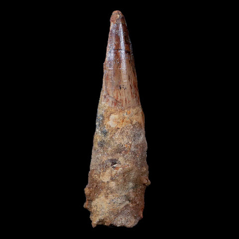 XL 3.8" Spinosaurus Fossil Tooth 100 Mil Yrs Old Cretaceous Dinosaur COA & Stand - Fossil Age Minerals