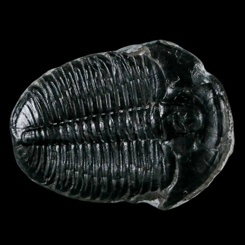 1.2" Elrathia Kingi Trilobite Fossil Utah Cambrian Age 521 Million Years Old COA - Fossil Age Minerals