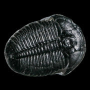 1.2" Elrathia Kingi Trilobite Fossil Utah Cambrian Age 521 Million Years Old COA