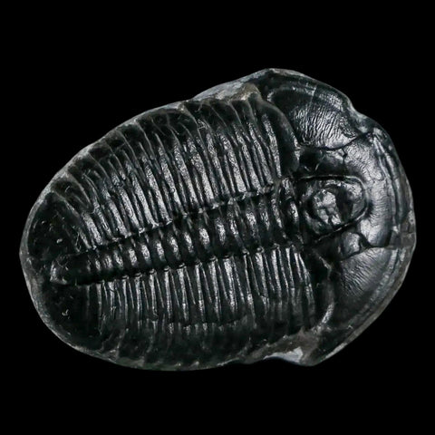 1.2" Elrathia Kingi Trilobite Fossil Utah Cambrian Age 521 Million Years Old COA - Fossil Age Minerals