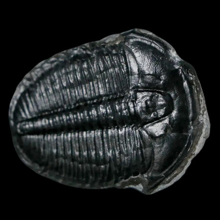 1.2" Elrathia Kingi Trilobite Fossil Utah Cambrian Age 521 Million Years Old COA