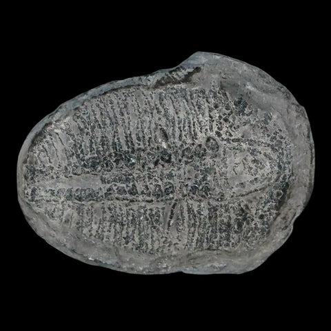 1.2" Elrathia Kingi Trilobite Fossil Utah Cambrian Age 521 Million Years Old COA - Fossil Age Minerals