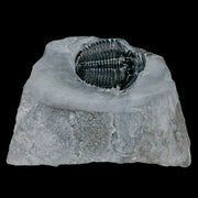 1.3" Elrathia Kingi Trilobite Fossil In Matrix House Range Utah Cambrian Age COA