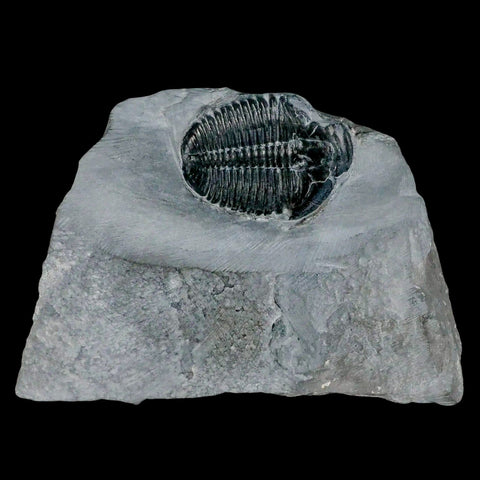 1.3" Elrathia Kingi Trilobite Fossil In Matrix House Range Utah Cambrian Age COA - Fossil Age Minerals