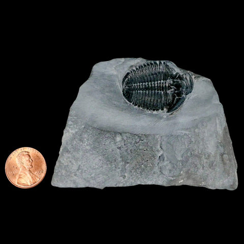 1.3" Elrathia Kingi Trilobite Fossil In Matrix House Range Utah Cambrian Age COA - Fossil Age Minerals