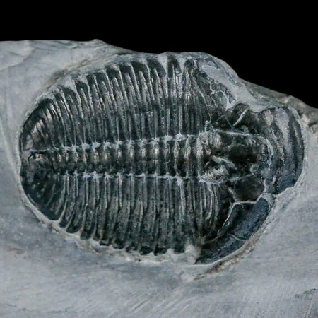 1.3" Elrathia Kingi Trilobite Fossil In Matrix House Range Utah Cambrian Age COA