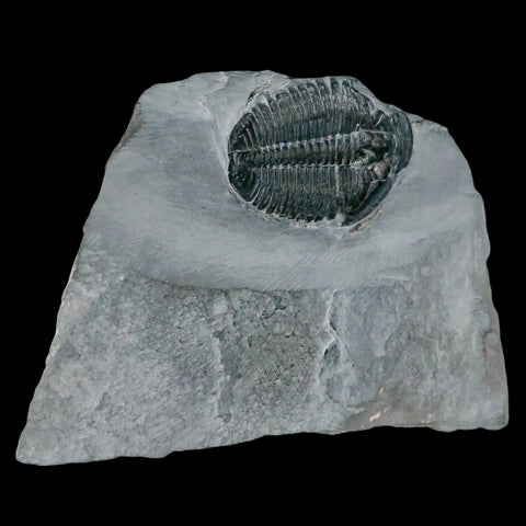 1.3" Elrathia Kingi Trilobite Fossil In Matrix House Range Utah Cambrian Age COA - Fossil Age Minerals