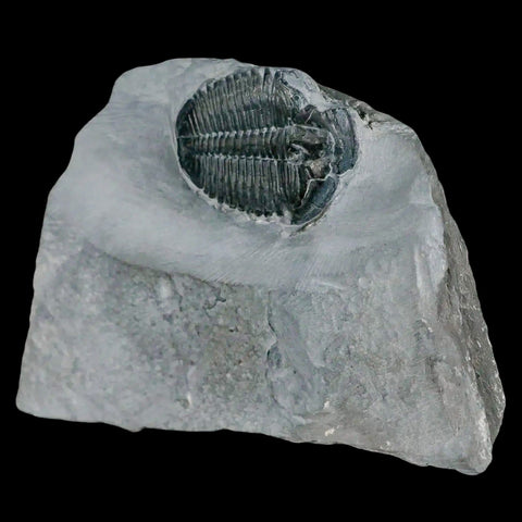 1.3" Elrathia Kingi Trilobite Fossil In Matrix House Range Utah Cambrian Age COA - Fossil Age Minerals