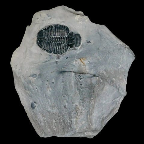 1.2" Elrathia Kingi Trilobite Fossil In Matrix House Range Utah Cambrian Age COA - Fossil Age Minerals