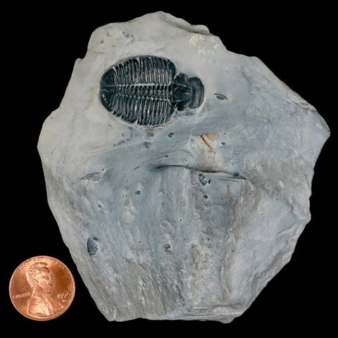 1.2" Elrathia Kingi Trilobite Fossil In Matrix House Range Utah Cambrian Age COA - Fossil Age Minerals