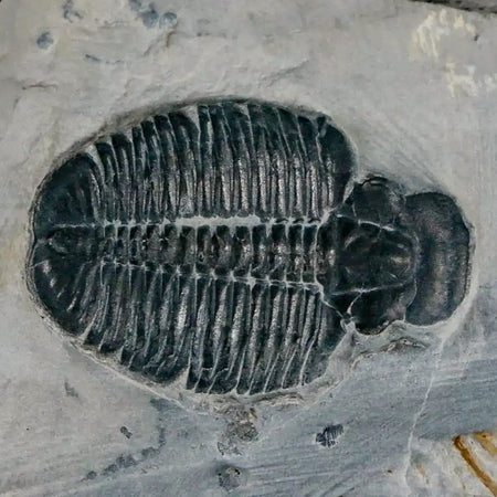 1.2" Elrathia Kingi Trilobite Fossil In Matrix House Range Utah Cambrian Age COA