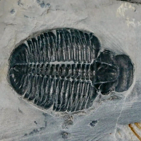 1.2" Elrathia Kingi Trilobite Fossil In Matrix House Range Utah Cambrian Age COA - Fossil Age Minerals