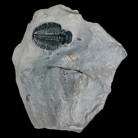 1.2" Elrathia Kingi Trilobite Fossil In Matrix House Range Utah Cambrian Age COA - Fossil Age Minerals