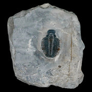 1.2" Elrathia Kingi Trilobite Fossil In Matrix House Range Utah Cambrian Age COA