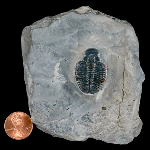 1.2" Elrathia Kingi Trilobite Fossil In Matrix House Range Utah Cambrian Age COA - Fossil Age Minerals