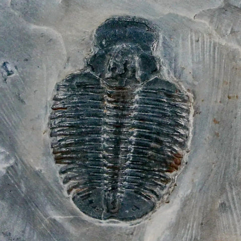 1.2" Elrathia Kingi Trilobite Fossil In Matrix House Range Utah Cambrian Age COA - Fossil Age Minerals