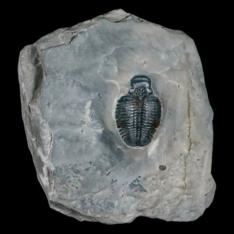 1.2" Elrathia Kingi Trilobite Fossil In Matrix House Range Utah Cambrian Age COA - Fossil Age Minerals