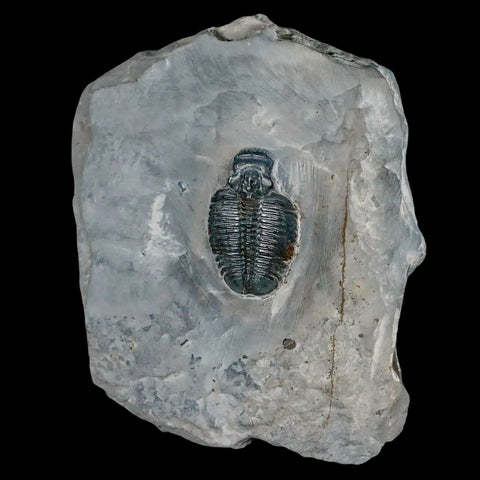 1.2" Elrathia Kingi Trilobite Fossil In Matrix House Range Utah Cambrian Age COA - Fossil Age Minerals