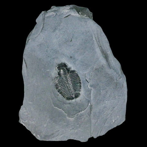 1.1" Elrathia Kingi Trilobite Fossil In Matrix House Range Utah Cambrian Age COA - Fossil Age Minerals