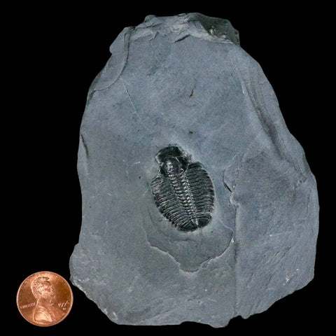 1.1" Elrathia Kingi Trilobite Fossil In Matrix House Range Utah Cambrian Age COA - Fossil Age Minerals