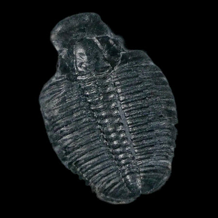 1.1" Elrathia Kingi Trilobite Fossil In Matrix House Range Utah Cambrian Age COA