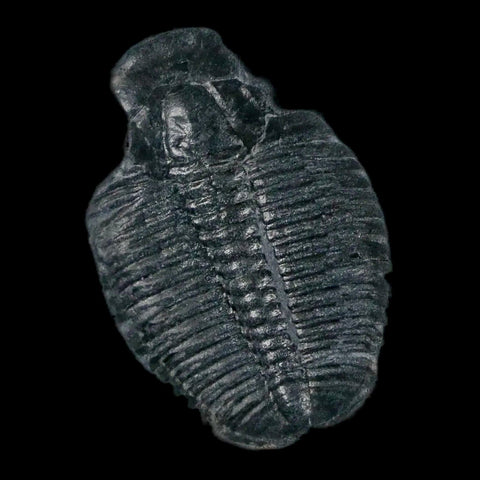 1.1" Elrathia Kingi Trilobite Fossil In Matrix House Range Utah Cambrian Age COA - Fossil Age Minerals