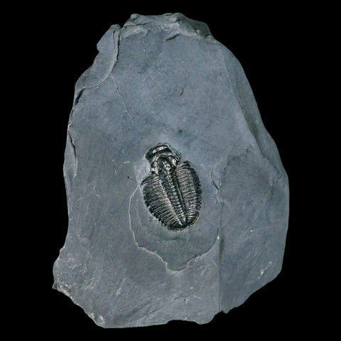 1.1" Elrathia Kingi Trilobite Fossil In Matrix House Range Utah Cambrian Age COA - Fossil Age Minerals