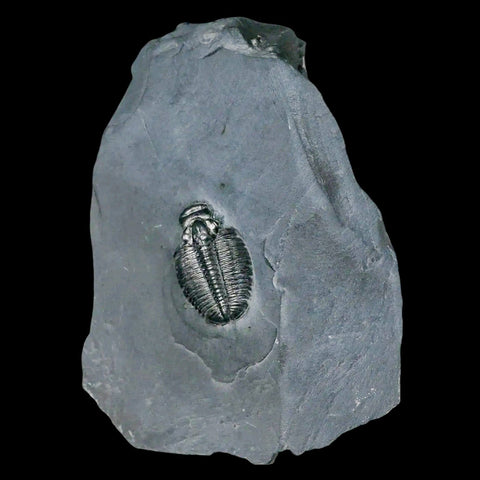 1.1" Elrathia Kingi Trilobite Fossil In Matrix House Range Utah Cambrian Age COA - Fossil Age Minerals