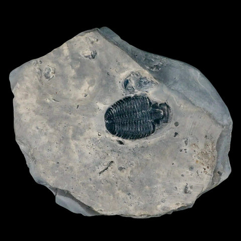 1.2" Elrathia Kingi Trilobite Fossil In Matrix House Range Utah Cambrian Age COA - Fossil Age Minerals