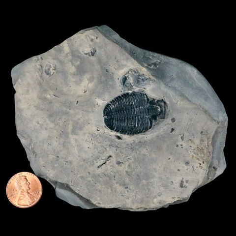 1.2" Elrathia Kingi Trilobite Fossil In Matrix House Range Utah Cambrian Age COA - Fossil Age Minerals