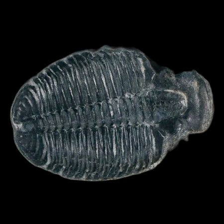 1.2" Elrathia Kingi Trilobite Fossil In Matrix House Range Utah Cambrian Age COA