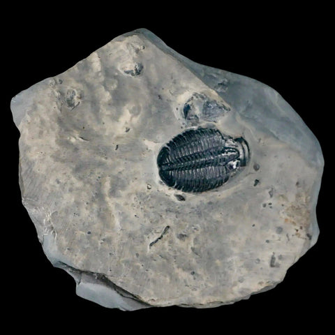 1.2" Elrathia Kingi Trilobite Fossil In Matrix House Range Utah Cambrian Age COA - Fossil Age Minerals