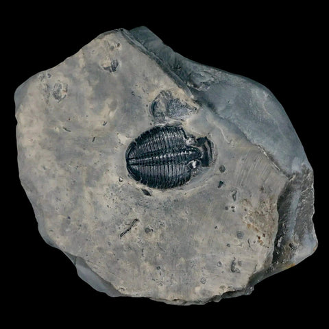 1.2" Elrathia Kingi Trilobite Fossil In Matrix House Range Utah Cambrian Age COA - Fossil Age Minerals