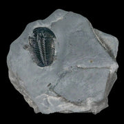 1.3" Elrathia Kingi Trilobite Fossil In Matrix House Range Utah Cambrian Age COA