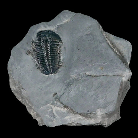 1.3" Elrathia Kingi Trilobite Fossil In Matrix House Range Utah Cambrian Age COA - Fossil Age Minerals