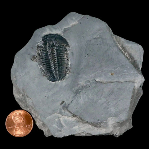 1.3" Elrathia Kingi Trilobite Fossil In Matrix House Range Utah Cambrian Age COA - Fossil Age Minerals