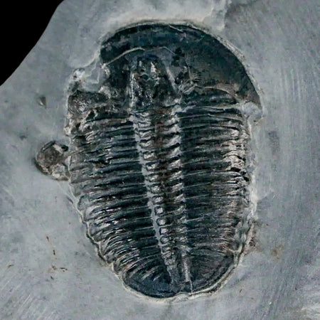 1.3" Elrathia Kingi Trilobite Fossil In Matrix House Range Utah Cambrian Age COA