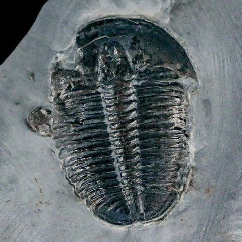 1.3" Elrathia Kingi Trilobite Fossil In Matrix House Range Utah Cambrian Age COA - Fossil Age Minerals